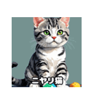 40表情アメリカンショートヘアねこ（個別スタンプ：1）