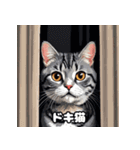 40表情アメリカンショートヘアねこ（個別スタンプ：7）