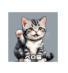 40表情アメリカンショートヘアねこ（個別スタンプ：11）