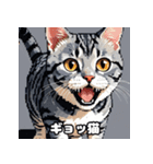 40表情アメリカンショートヘアねこ（個別スタンプ：12）