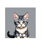 40表情アメリカンショートヘアねこ（個別スタンプ：16）