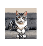 40表情アメリカンショートヘアねこ（個別スタンプ：17）