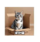 40表情アメリカンショートヘアねこ（個別スタンプ：19）