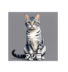 40表情アメリカンショートヘアねこ（個別スタンプ：22）
