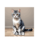 40表情アメリカンショートヘアねこ（個別スタンプ：30）