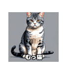 40表情アメリカンショートヘアねこ（個別スタンプ：31）