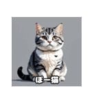 40表情アメリカンショートヘアねこ（個別スタンプ：34）