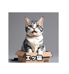40表情アメリカンショートヘアねこ（個別スタンプ：37）