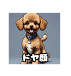 表情豊かなトイプードル40連発！（個別スタンプ：14）