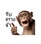 動く！リアル猿（タイ語）（個別スタンプ：1）