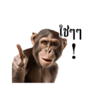 動く！リアル猿（タイ語）（個別スタンプ：3）