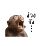 動く！リアル猿（タイ語）（個別スタンプ：6）
