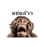 動く！リアル猿（タイ語）（個別スタンプ：13）
