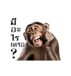 動く！リアル猿（タイ語）（個別スタンプ：24）