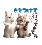 初夏♡仲良しうさぎとネコ（個別スタンプ：27）