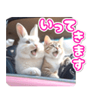 初夏♡仲良しうさぎとネコ（個別スタンプ：28）