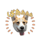 ロイ坊スタンプ2（個別スタンプ：4）