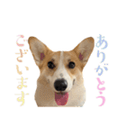 ロイ坊スタンプ2（個別スタンプ：15）