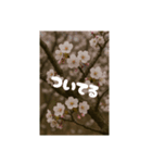 花の美のスタンプ（個別スタンプ：5）