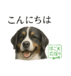 推しワン☆バーニーズマウンテンドッグ〜（個別スタンプ：1）