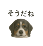 推しワン☆バーニーズマウンテンドッグ〜（個別スタンプ：8）