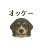 推しワン☆バーニーズマウンテンドッグ〜（個別スタンプ：11）