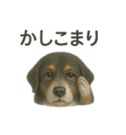 推しワン☆バーニーズマウンテンドッグ〜（個別スタンプ：12）
