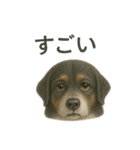推しワン☆バーニーズマウンテンドッグ〜（個別スタンプ：13）