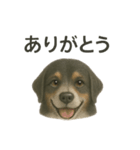 推しワン☆バーニーズマウンテンドッグ〜（個別スタンプ：14）