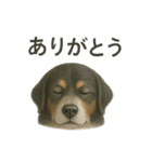 推しワン☆バーニーズマウンテンドッグ〜（個別スタンプ：15）