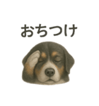 推しワン☆バーニーズマウンテンドッグ〜（個別スタンプ：22）