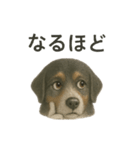 推しワン☆バーニーズマウンテンドッグ〜（個別スタンプ：24）