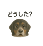 推しワン☆バーニーズマウンテンドッグ〜（個別スタンプ：30）