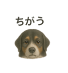 推しワン☆バーニーズマウンテンドッグ〜（個別スタンプ：32）
