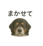 推しワン☆バーニーズマウンテンドッグ〜（個別スタンプ：34）
