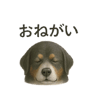 推しワン☆バーニーズマウンテンドッグ〜（個別スタンプ：38）
