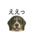 推しワン☆バーニーズマウンテンドッグ〜（個別スタンプ：39）