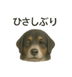 推しワン☆バーニーズマウンテンドッグ〜（個別スタンプ：40）