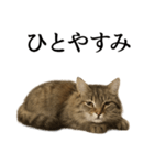 仕事終ノルウェージャンフォレストキャット（個別スタンプ：12）