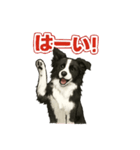 推しワン★ボーダーコリー 保護犬協力（個別スタンプ：1）