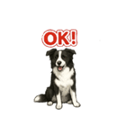推しワン★ボーダーコリー 保護犬協力（個別スタンプ：2）