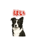 推しワン★ボーダーコリー 保護犬協力（個別スタンプ：3）