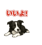 推しワン★ボーダーコリー 保護犬協力（個別スタンプ：4）