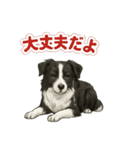 推しワン★ボーダーコリー 保護犬協力（個別スタンプ：6）