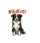 推しワン★ボーダーコリー 保護犬協力（個別スタンプ：7）