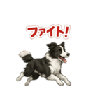 推しワン★ボーダーコリー 保護犬協力（個別スタンプ：8）
