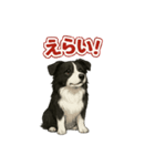 推しワン★ボーダーコリー 保護犬協力（個別スタンプ：9）