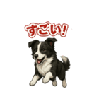 推しワン★ボーダーコリー 保護犬協力（個別スタンプ：10）