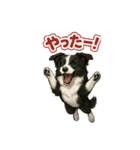 推しワン★ボーダーコリー 保護犬協力（個別スタンプ：11）