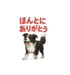 推しワン★ボーダーコリー 保護犬協力（個別スタンプ：13）